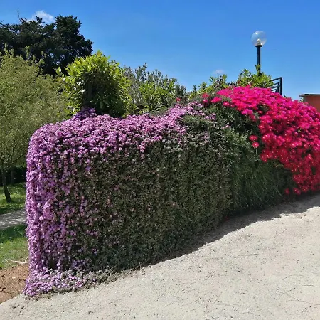 Vigna Dell'agrifoglio - Velletri